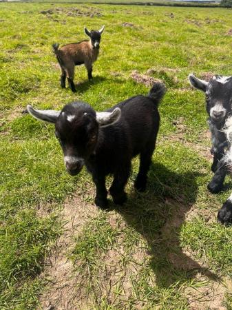 Image 1 of Pygmy Goats For Sale(Ready to leave at the start of August)