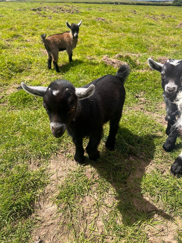 Preview of the first image of Pygmy Goats For Sale(Ready to leave at the start of August).
