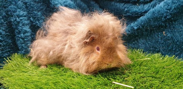 Image 9 of Selection of lovely Male (Boars) Guinea Pigs for Sale