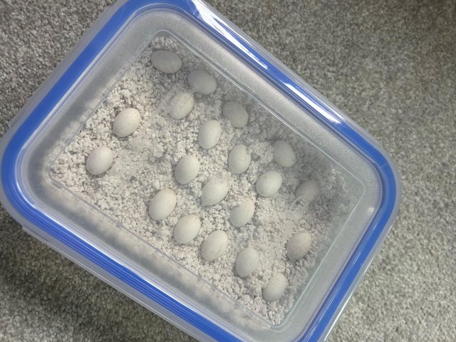 Chameleon eggs 2024 for sale