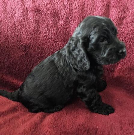 Image 9 of Show type KC Cocker spaniel puppies 8 weeks old