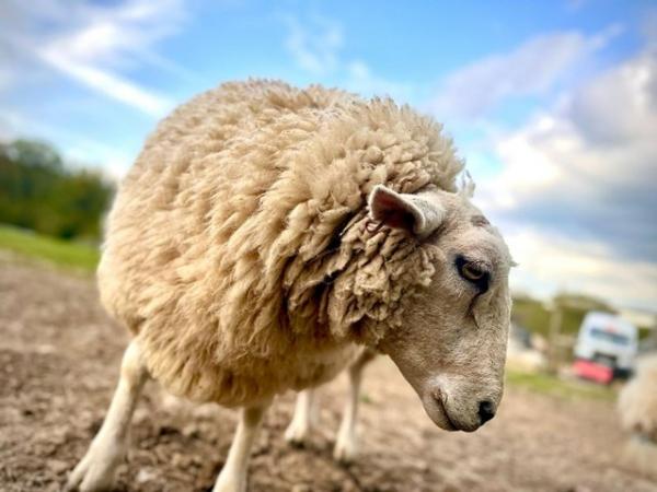 Image 9 of Texel, Southdown, Valais sheep for sale - Robertsbridge