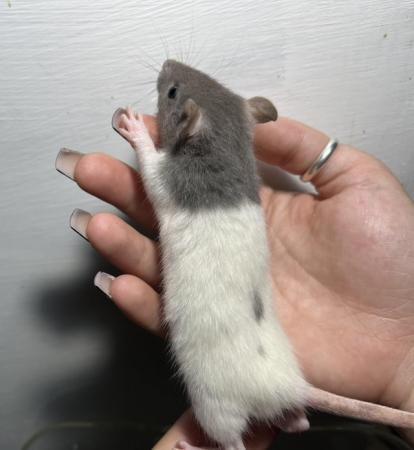 Image 4 of Mixed age young fancy rats Preston
