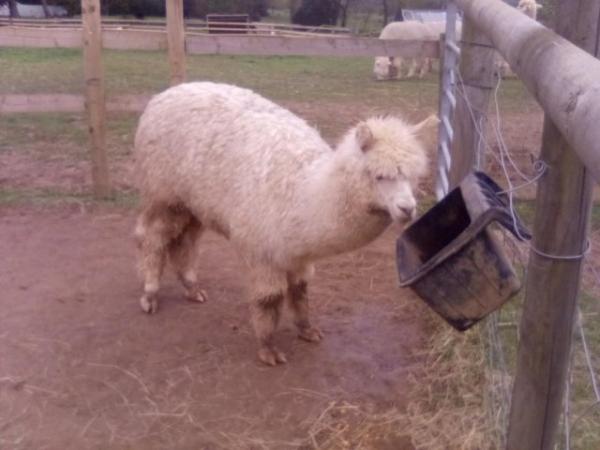 Image 1 of 2 8 month old Male Weinling Alpacas.
