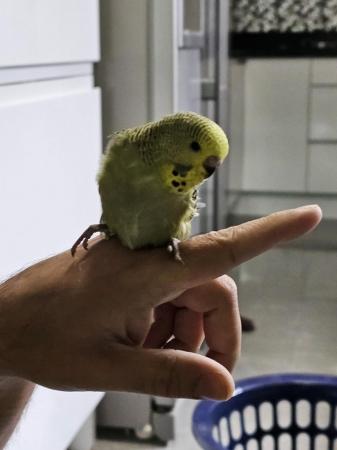 Image 12 of budgies for sale, breeding couples, babies