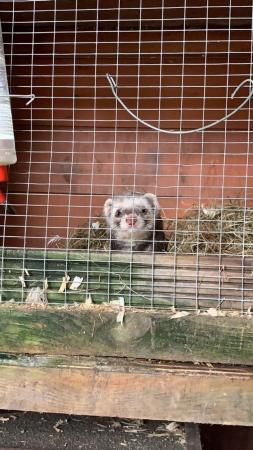 Image 5 of 2year old gill and hob lovely ferrets