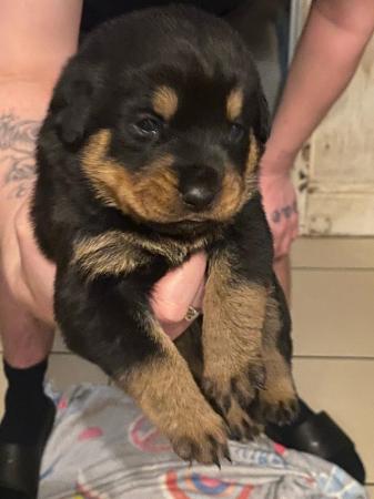 Image 5 of Excellent bloodline rottweiler puppies for sale