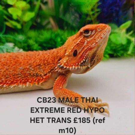 Image 16 of Lots of bearded dragon morphs available