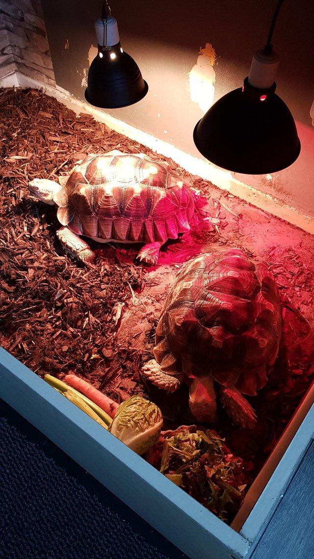 Preview of the first image of WANTED TORTOISES TO FOREVER HOME.