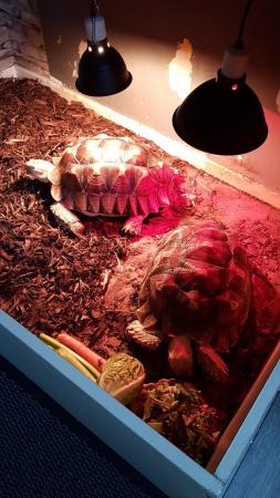 Image 1 of WANTED TORTOISES TO FOREVER HOME