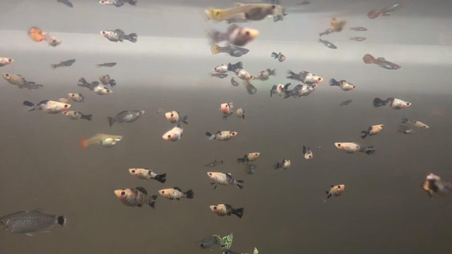 Image 2 of Tropical Molly fish babies (fry)