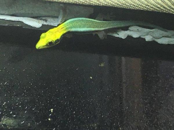 Image 5 of Neon day gecko phelsuma klemmeri for sale Waltham abbey
