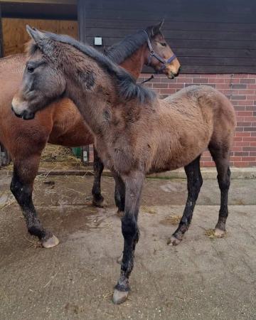 Image 6 of Top Class Competition Foal breeding in pictures