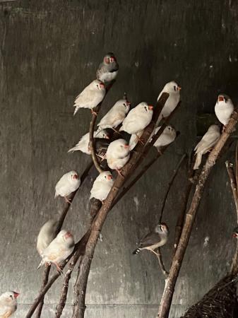 Image 5 of Zebra finches available - majority white colouration