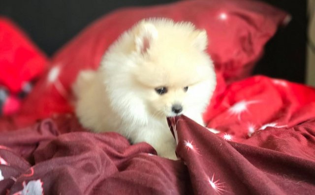 Image 6 of Fluffy KC registered Pomeranian Puppies