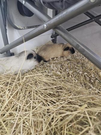 Image 1 of Bonded Guinea pig boys looking for a new home