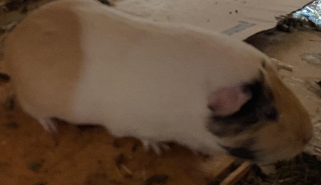 Lovely bonded Sows mum and daughter . — photo 4 of 4
