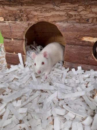 Image 3 of Male and Female Rats Available