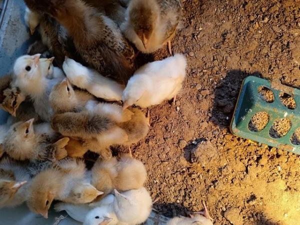 Image 3 of Chicks and ducklings ready to go