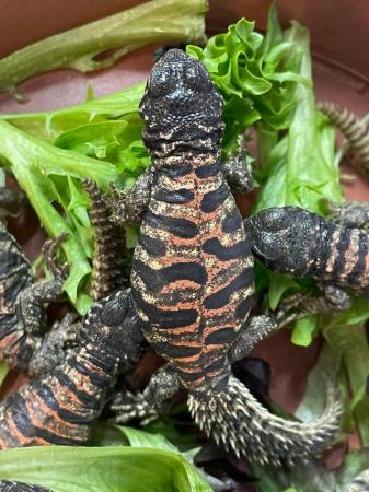 Image 6 of Baby Ornate Uromastyx for sale