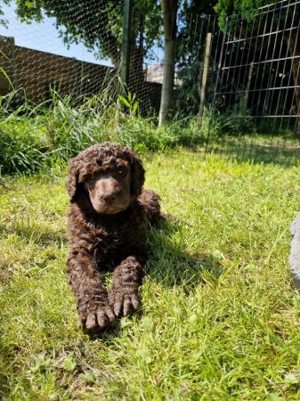 Image 6 of Gorgeous Brown Parti Standard Poodle Puppies Ready Now