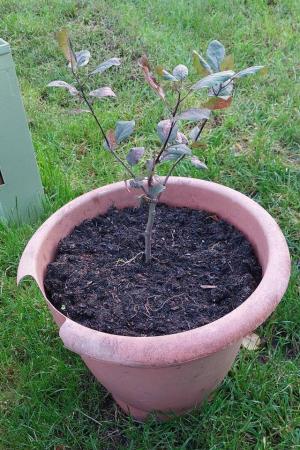 Image 2 of Apple Tree - Dr Campbells or Roberts Crab Apple
