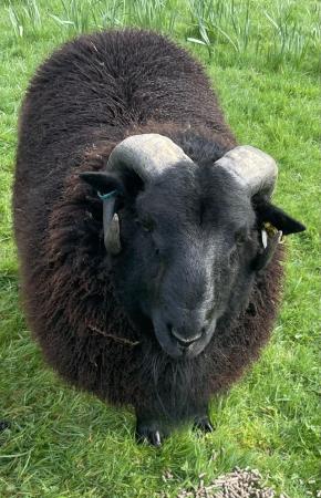 Image 2 of Black Welsh Mountain Ram