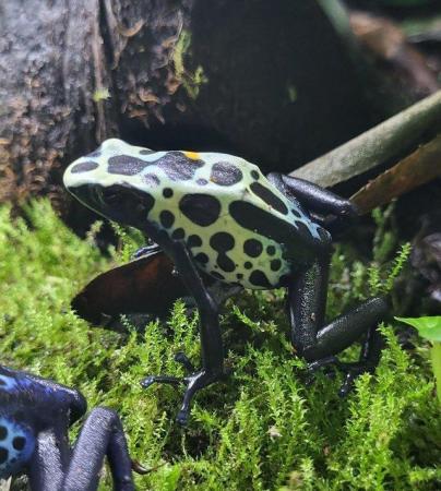 Image 3 of Dart frog dendrobate Tinctorius Green Sipaliwini froglets