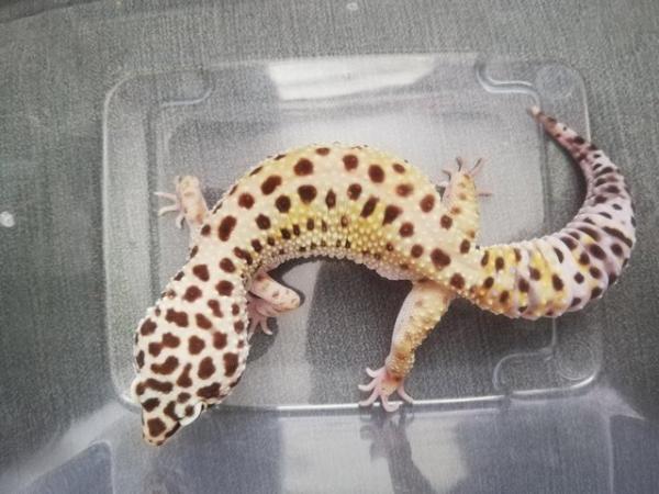 Image 1 of Leopard gecko Female 2 years old