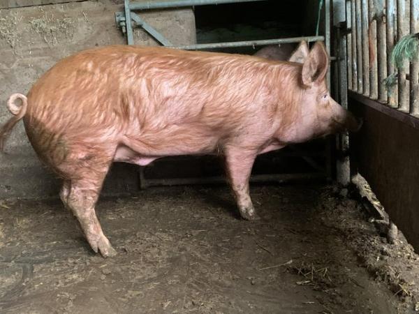 Image 1 of Pedigree Tamworth boar for sale