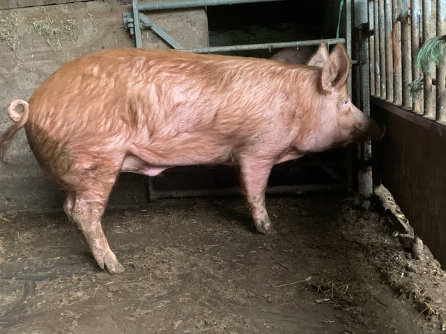 Preview of the first image of Pedigree Tamworth boar for sale.