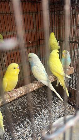 Image 5 of Budgies for sale in Boston