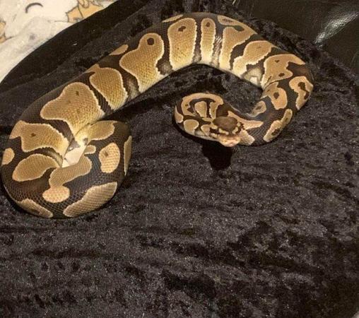 Image 2 of Ball python looking for a good forever home