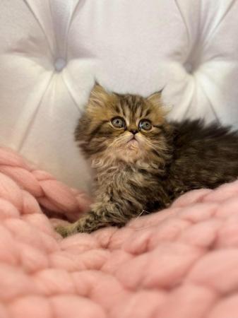 Image 5 of **Star ** 5 gen pedigree Persian kittens ***