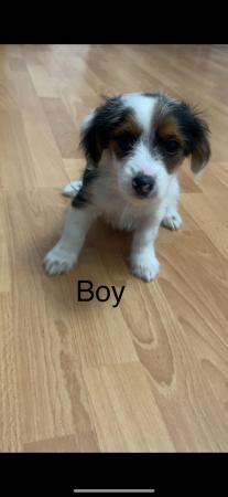 Image 30 of Very meautiful mini Biewer puppies for sale