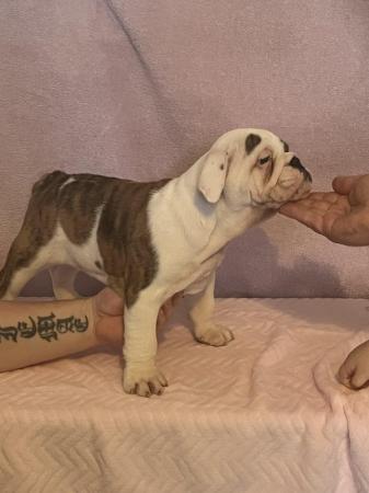 Image 16 of READY TO LEAVE NOW!!!! Stunning British bulldogs
