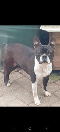 Image 1 of Boston Terrier female, 2.5 years old