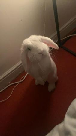 Image 2 of 6 year old white holland lop