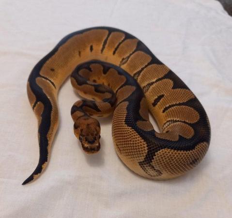Image 2 of Female clown ball python 6 months old