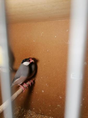 Image 1 of Java sparrows have a few different colours.