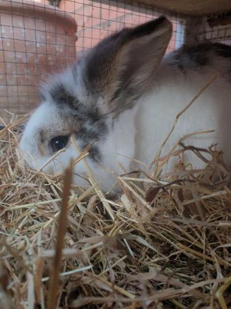 Image 4 of 3 year old mini lop x lion head rabbit and large hutch