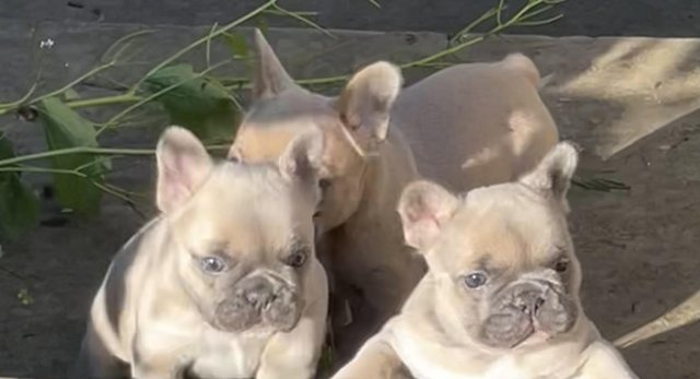 Image 1 of QUALITY TRUE TO TYPE FRENCH BULLDOG PUPPIES