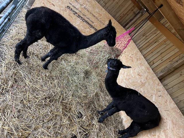 Preview of the first image of 2x Beautiful Male Black Alpacas for sale.