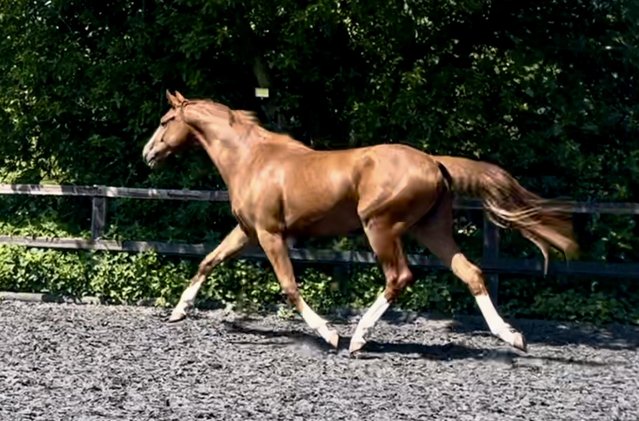 Image 2 of 2 yr old chesnut gelding by Timolin to make 16.2hh