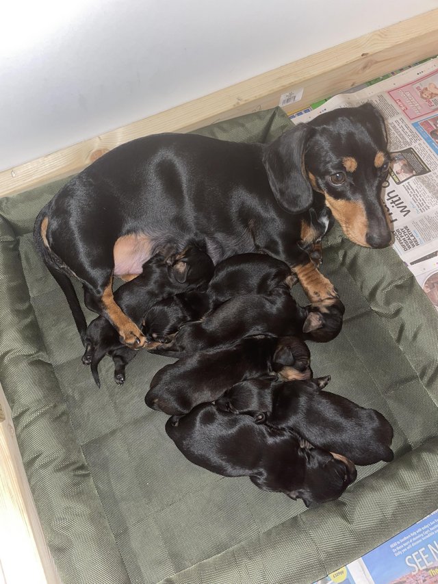 Preview of the first image of Miniature Black and Tan dachshunds puppies.