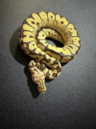 Image 2 of Spotnose Clown Royal Python Female