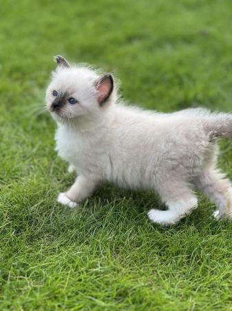 Image 4 of Stunning seal mitted beautiful girl big blue eyes