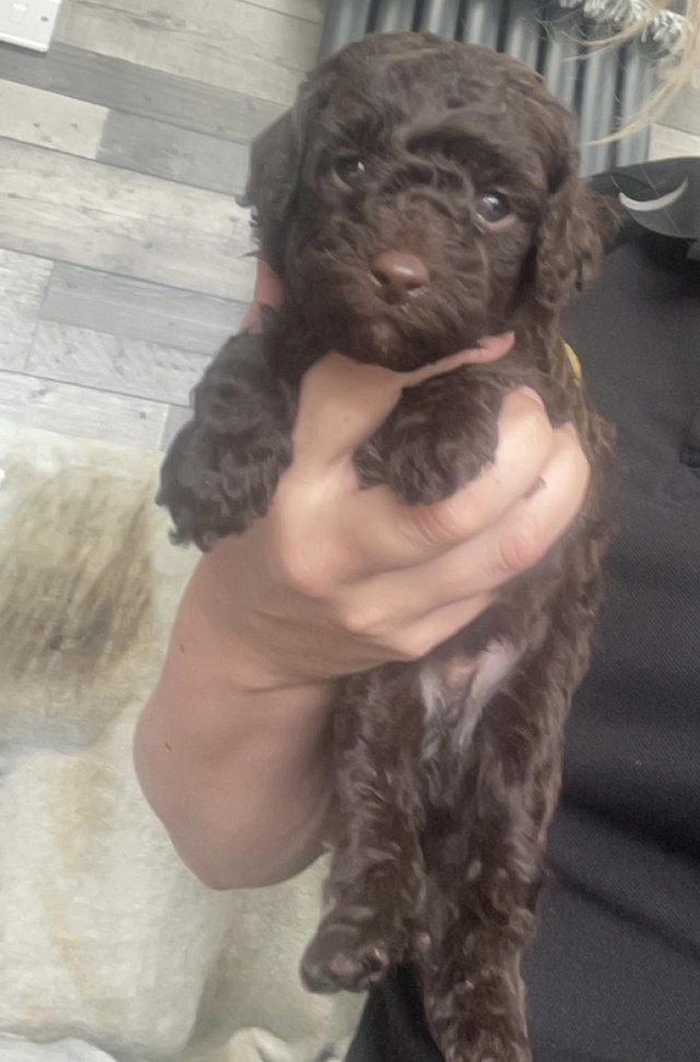 Preview of the first image of Toy poodle puppies for sale.