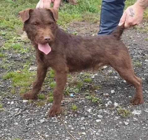 Image 4 of 5 Beautiful Chocolate Patterdale terriers !!
