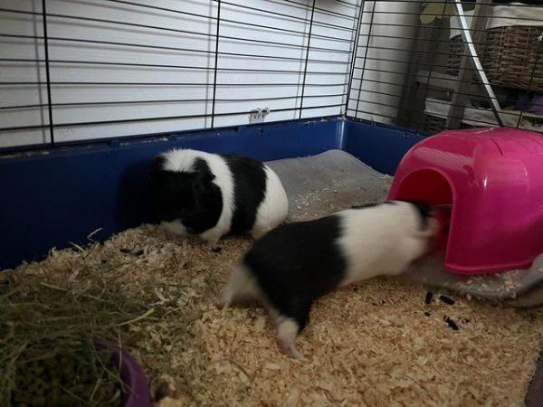 Image 3 of Two boar guinea pigs for sale